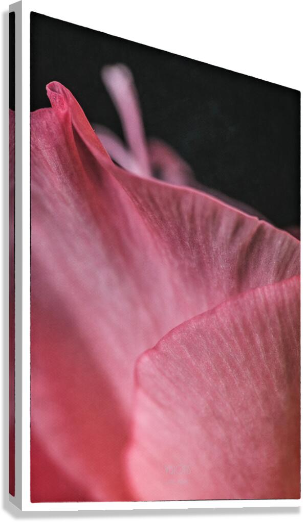 044A1325  Canvas Print