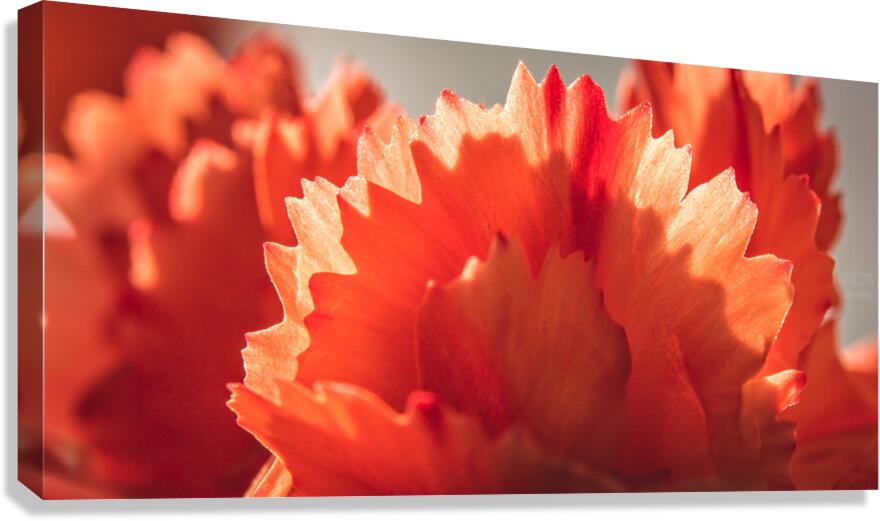 044A1604 Canvas Print