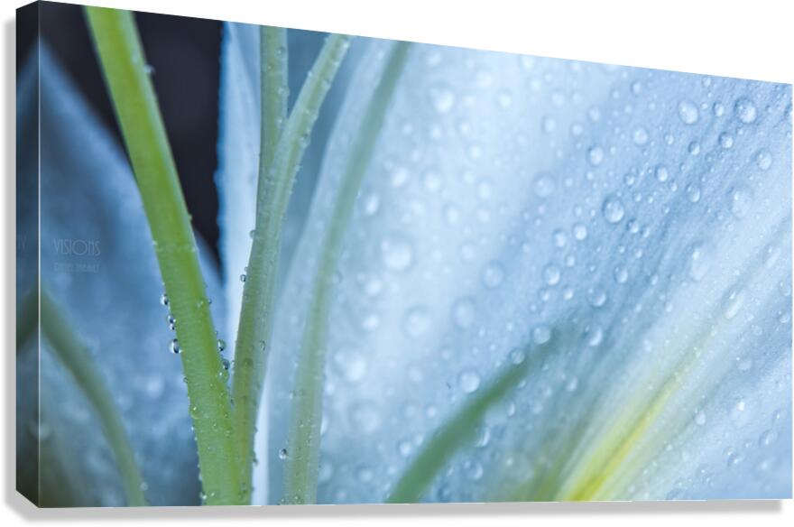 Some blues Canvas Print