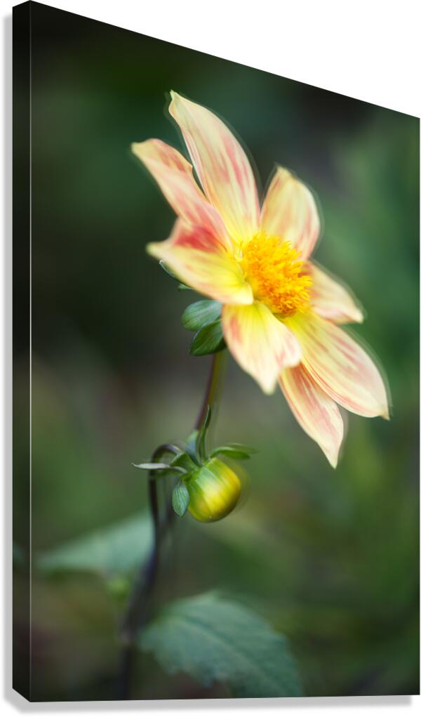 044A9549compo Canvas Print