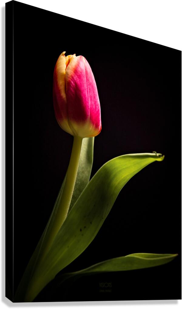 044A4773 Canvas Print