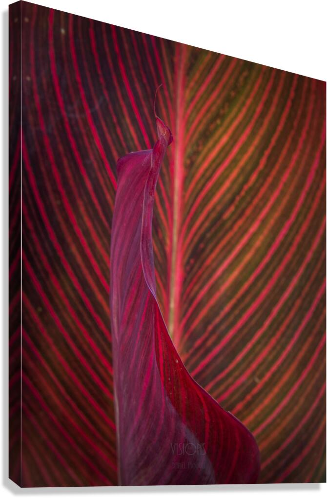 044A9145 Canvas Print