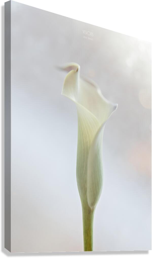 044A3552 Canvas Print