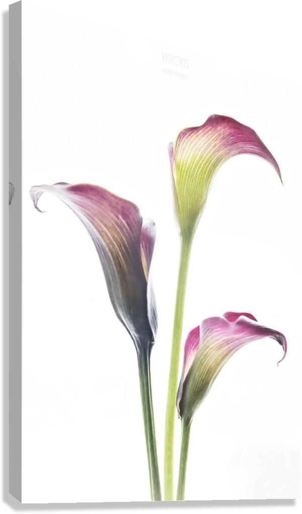 044A3539 Canvas Print