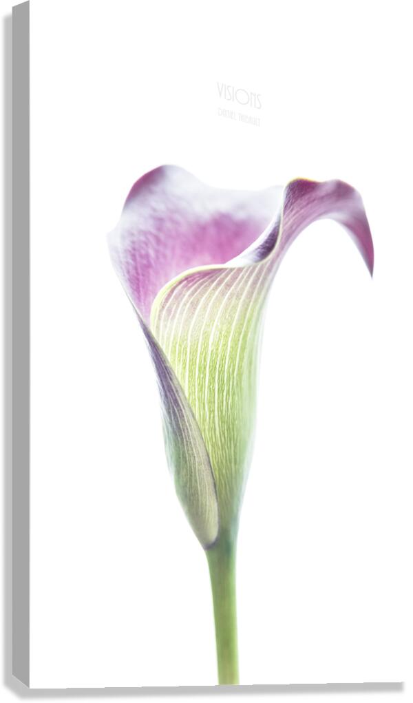 044A3480  Canvas Print