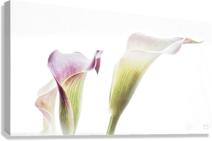 044A3469  Canvas Print