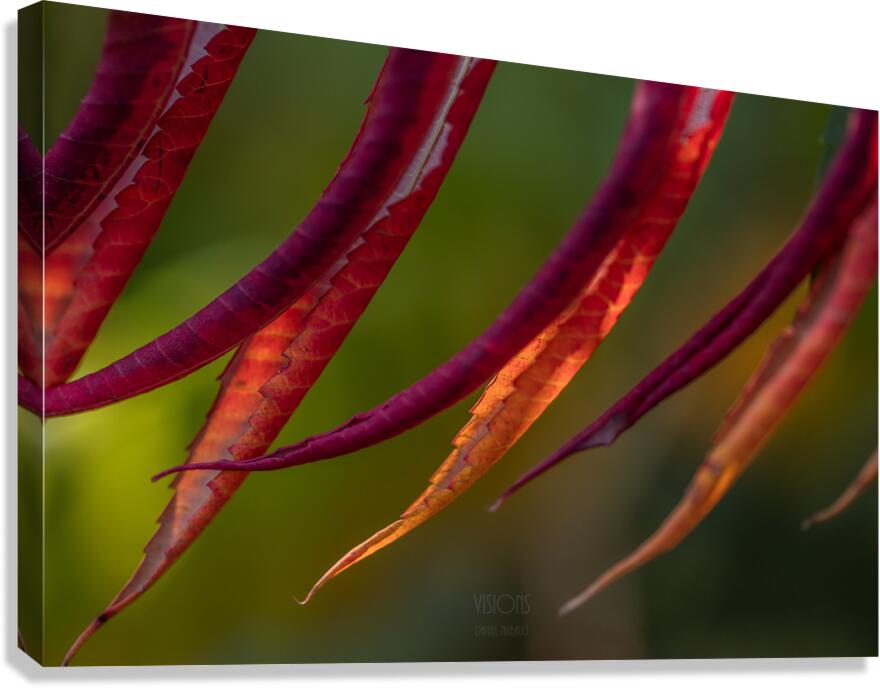 044A9394 Canvas Print