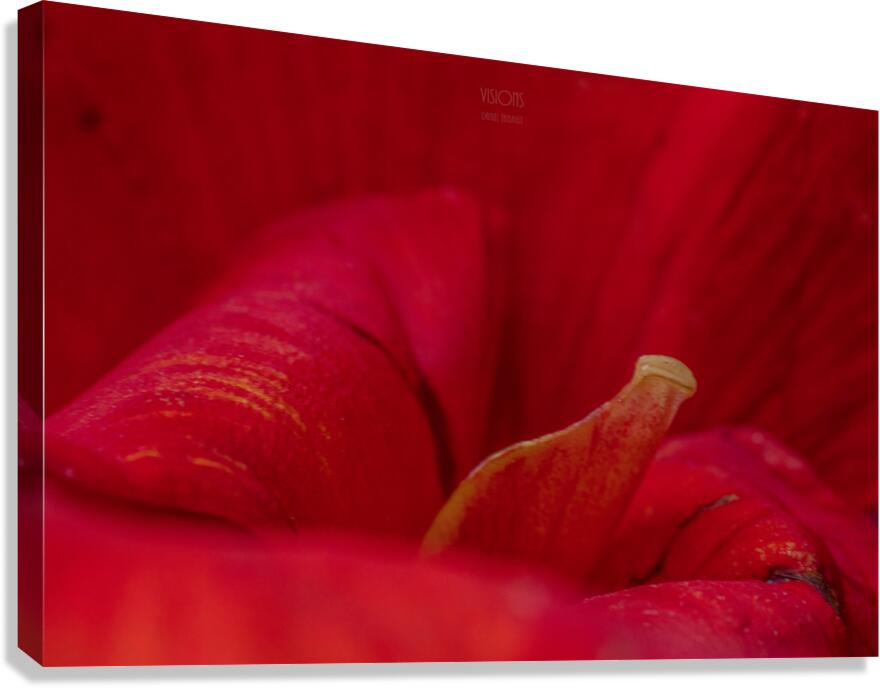 044A8887 Canvas Print