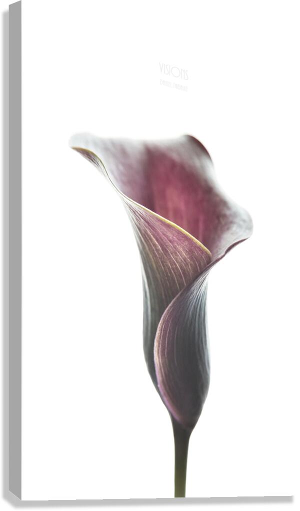 044A3496 Canvas Print