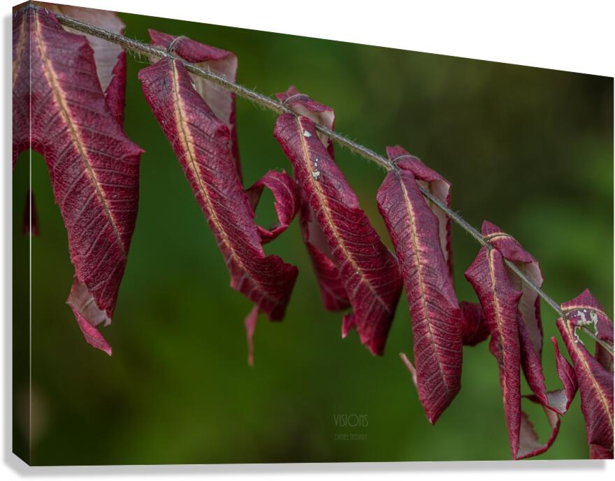 044A9377 Canvas Print