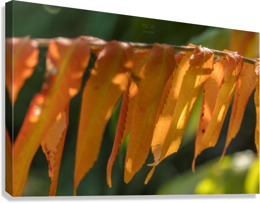 044A9392 Canvas Print