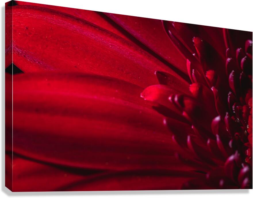 085A6370 Canvas Print