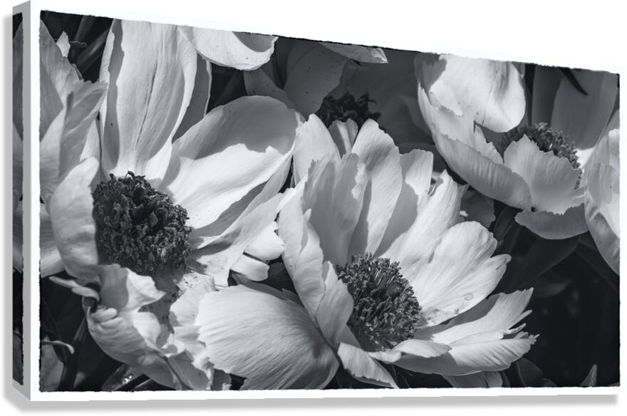 085A0531  Canvas Print