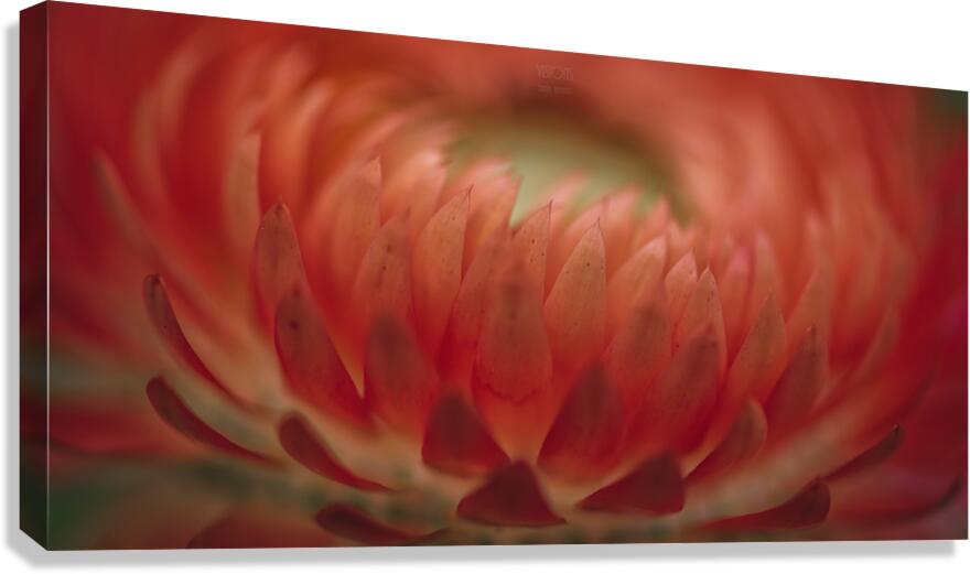 044A9595 Canvas Print