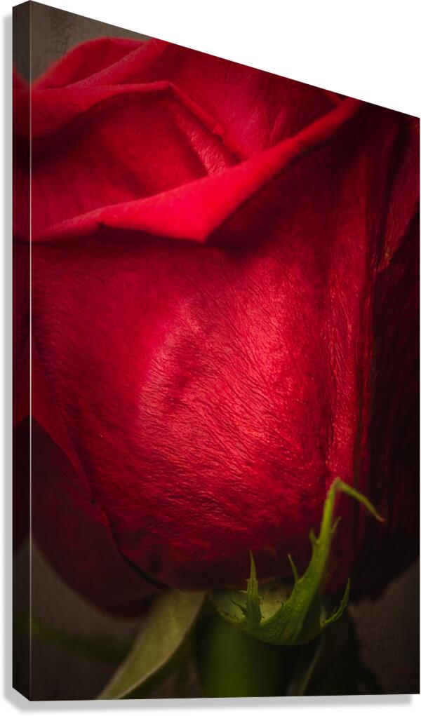 085A6432 Canvas Print