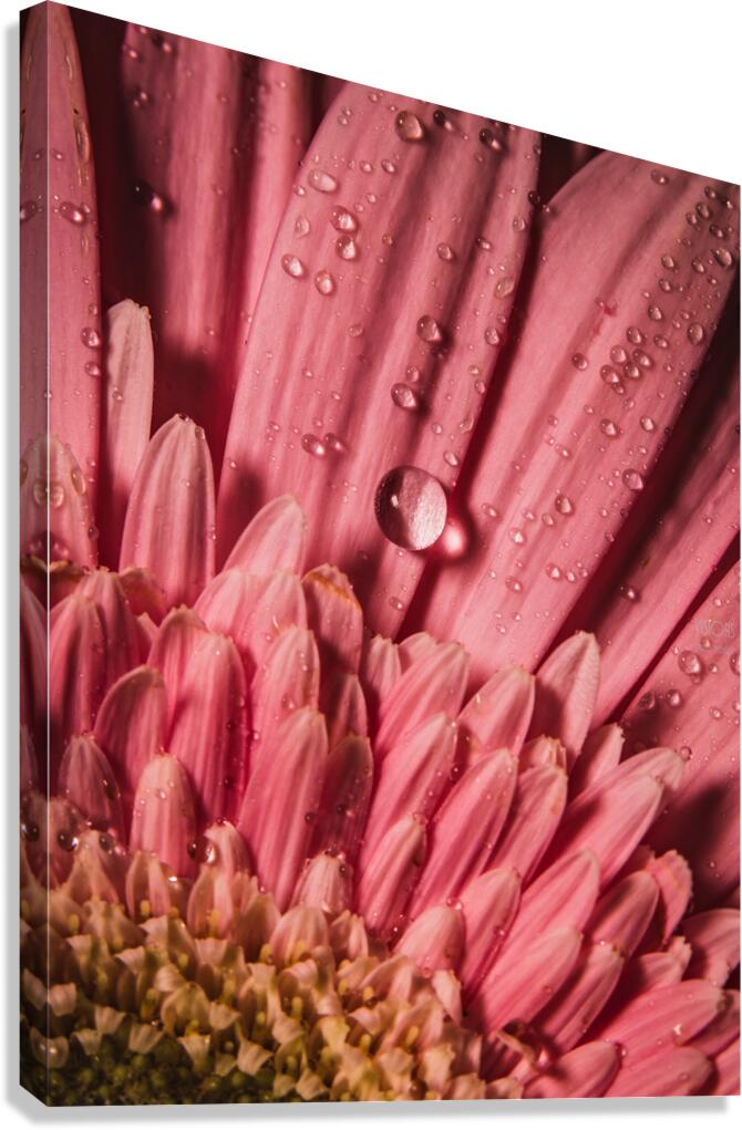085A6784 Canvas Print