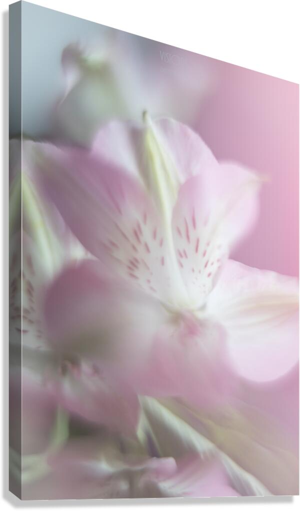 085A4752 Canvas Print