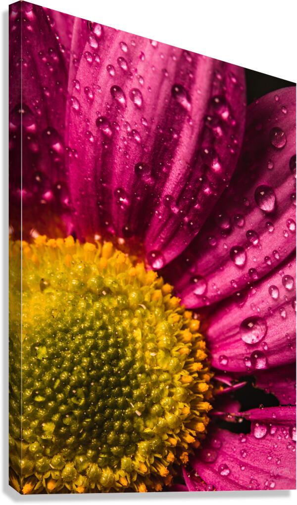 085A6793 Canvas Print