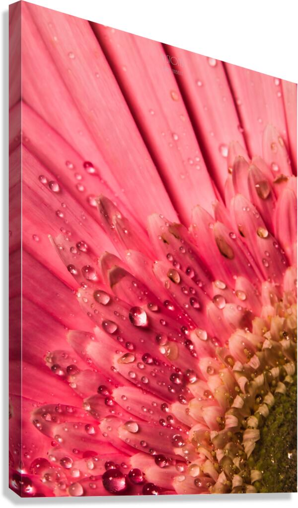 085A6792 Canvas Print
