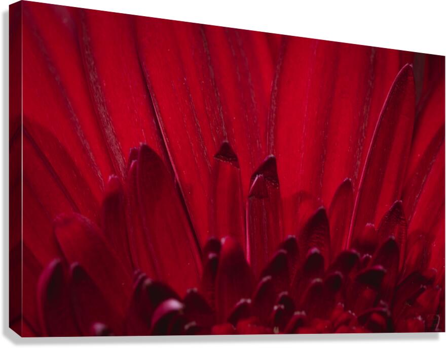 085A6372 Canvas Print