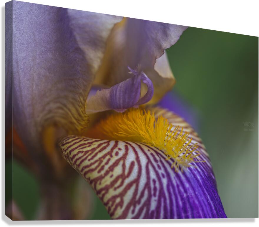085A0595 Canvas Print