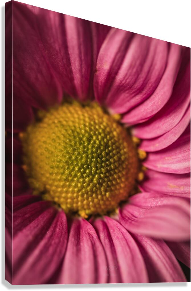 085A6755 Canvas Print