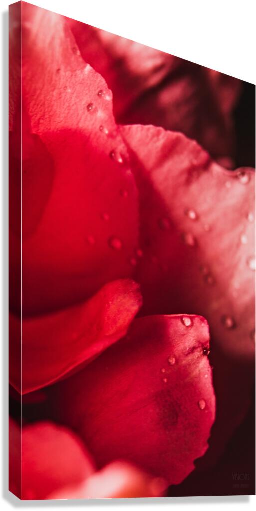 085A6781 Canvas Print