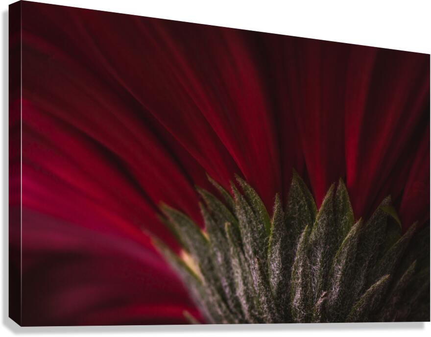 085A6451 Canvas Print
