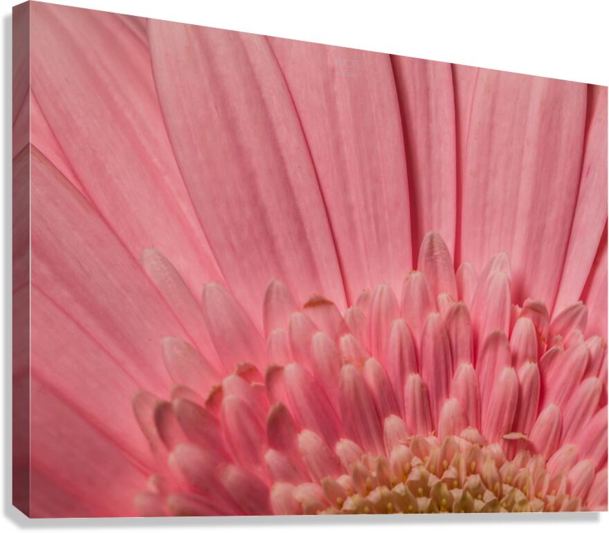 085A6746 Canvas Print