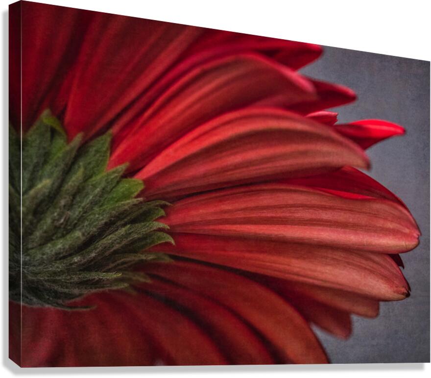 085A6446 Canvas Print