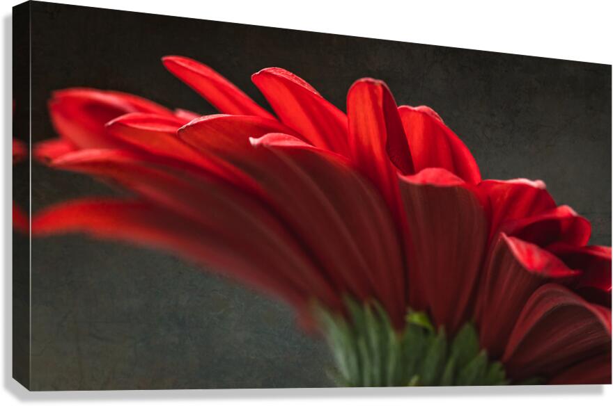 085A6457 Canvas Print
