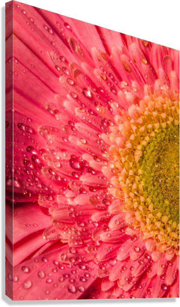085A6787 Canvas Print