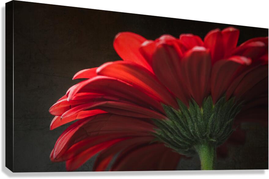 085A6468 Canvas Print