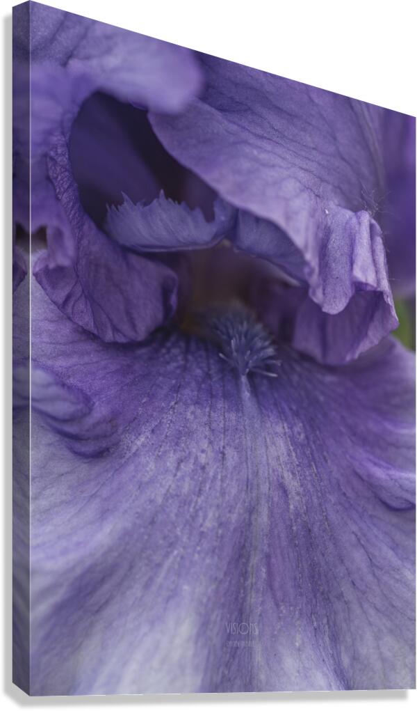 085A0643 Canvas Print