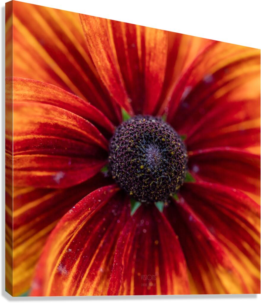044A9560 Canvas Print