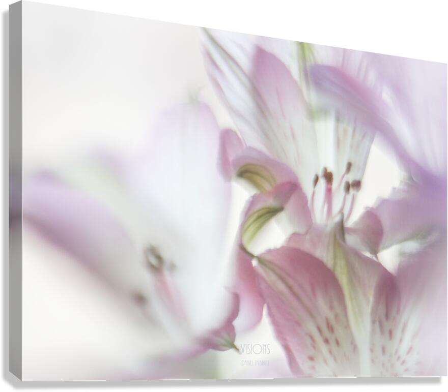 085A4735 Canvas Print