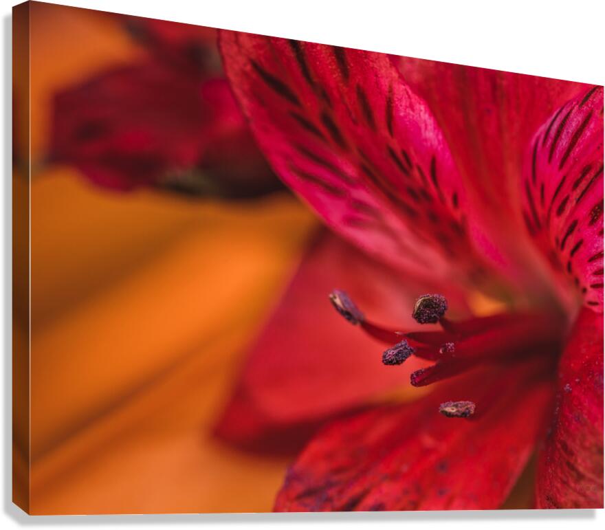 085A7061 Canvas Print