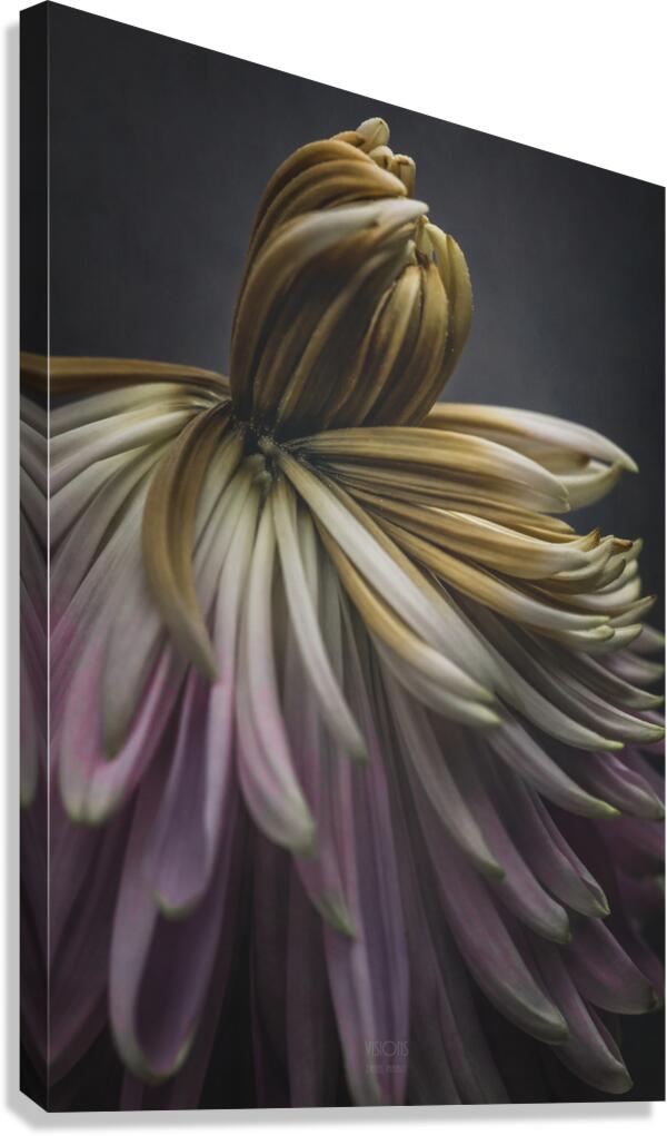 085A7749 Canvas Print