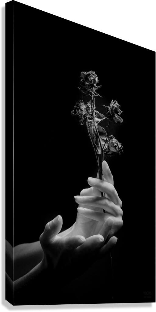 085A7344 Canvas Print