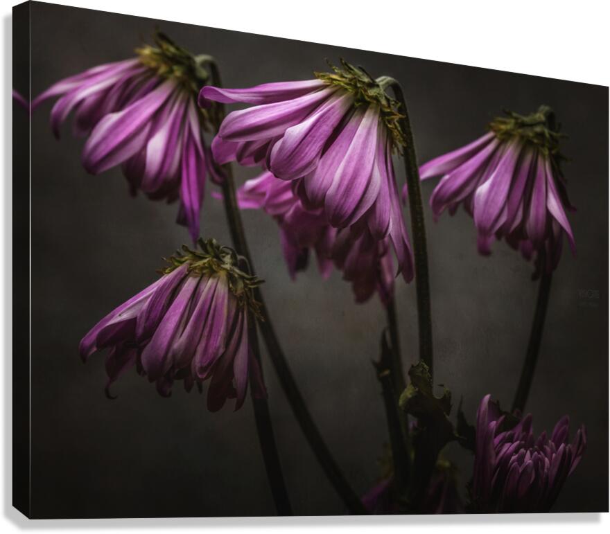 085A8444 Canvas Print
