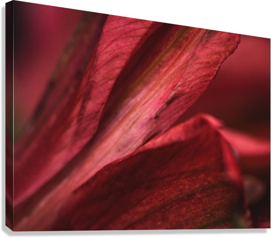 085A6987 Canvas Print