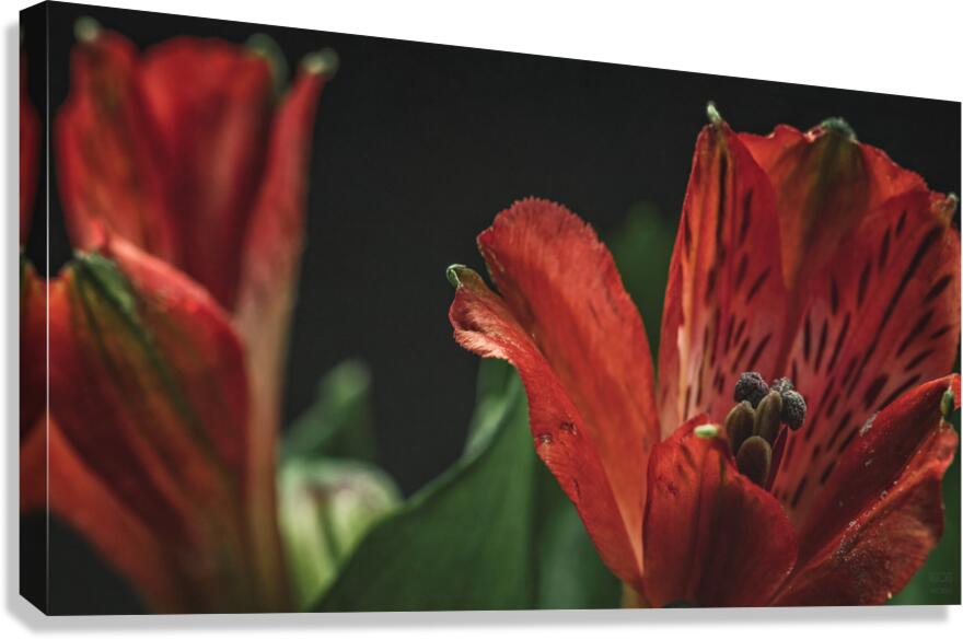 085A6896 Canvas Print