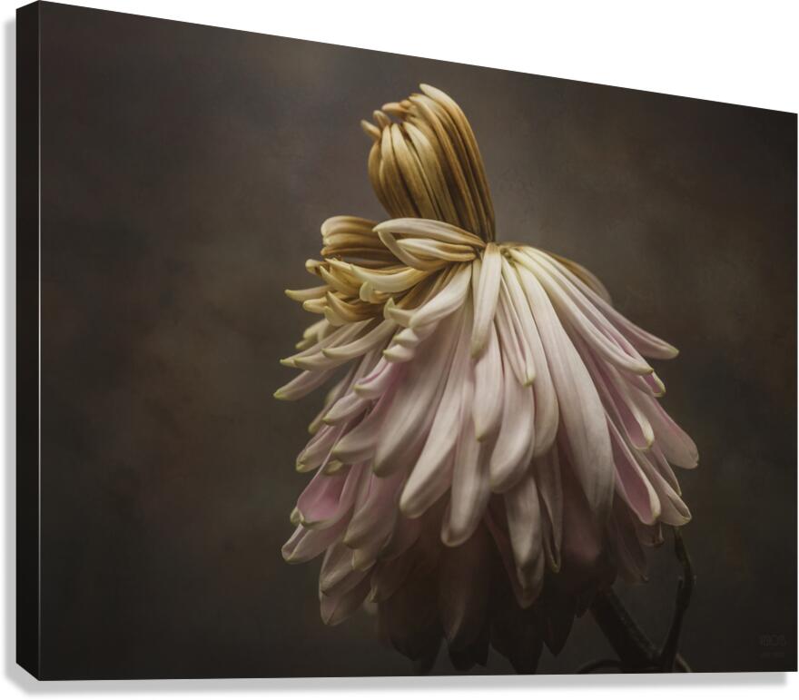 085A7736 Canvas Print