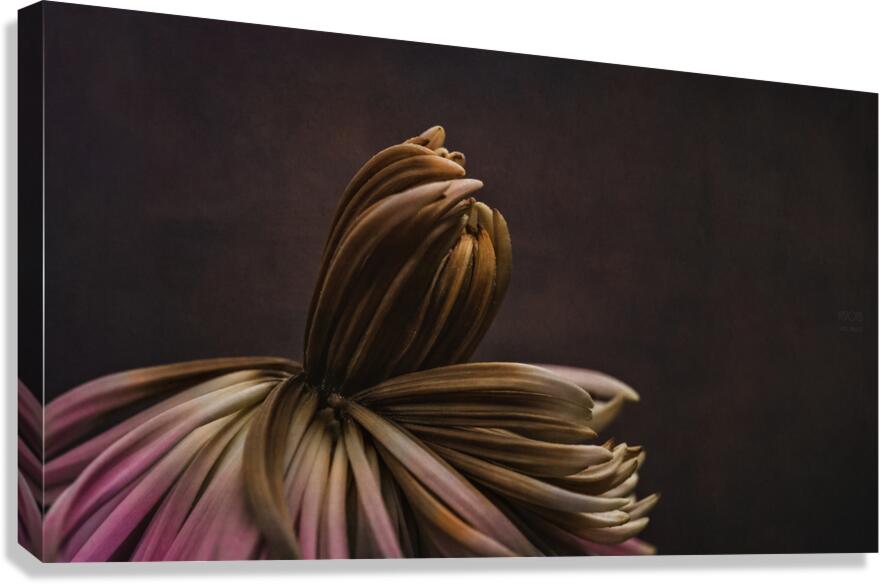 085A7748 Canvas Print