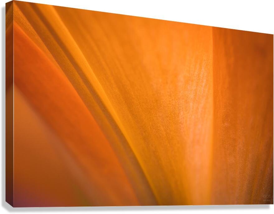 085A7032 Canvas Print