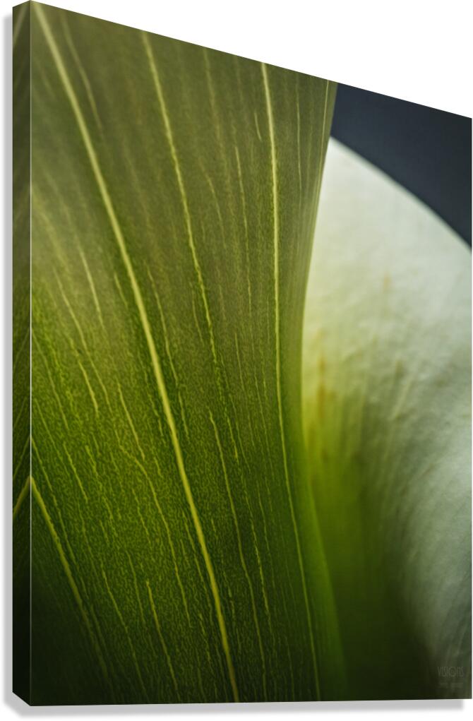085A6963 Canvas Print