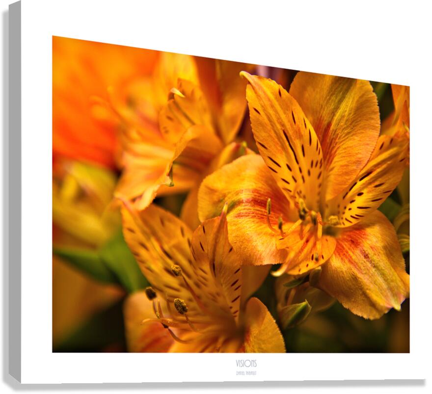  Q8A0497 Canvas Print