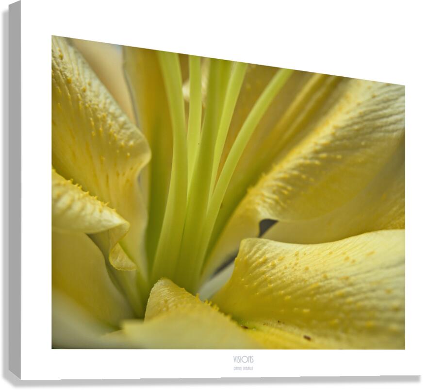  Q8A0442 Canvas Print