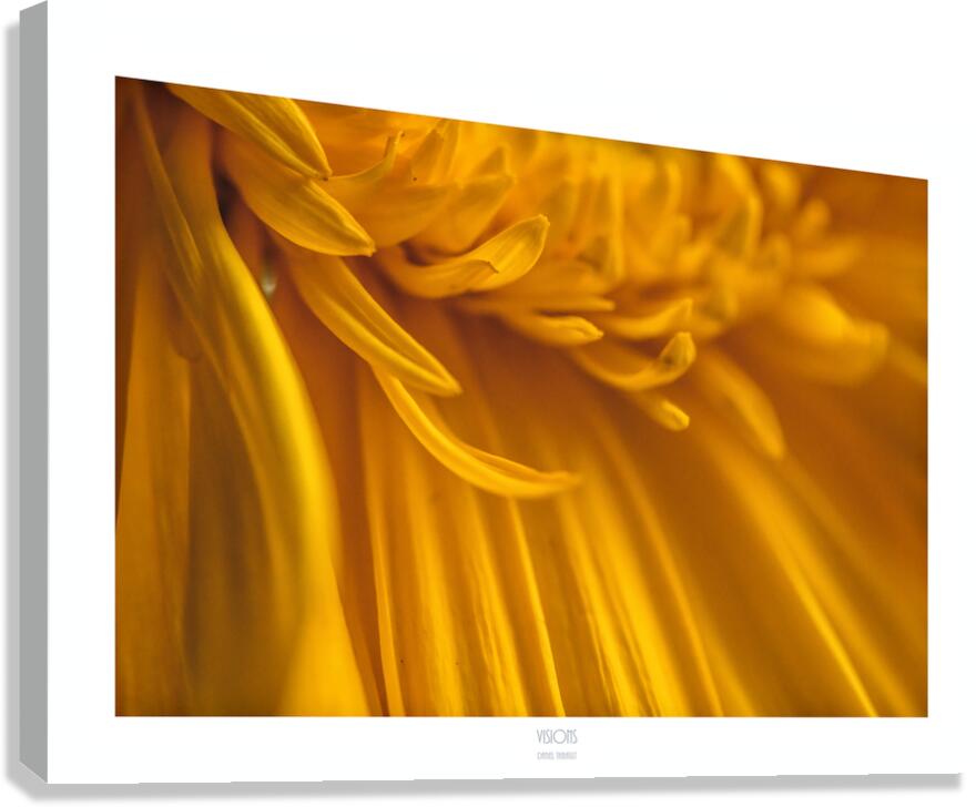  44A2740 Canvas Print