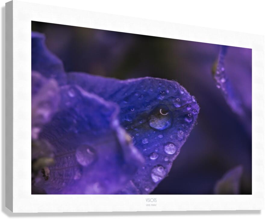  44A2520 Canvas Print